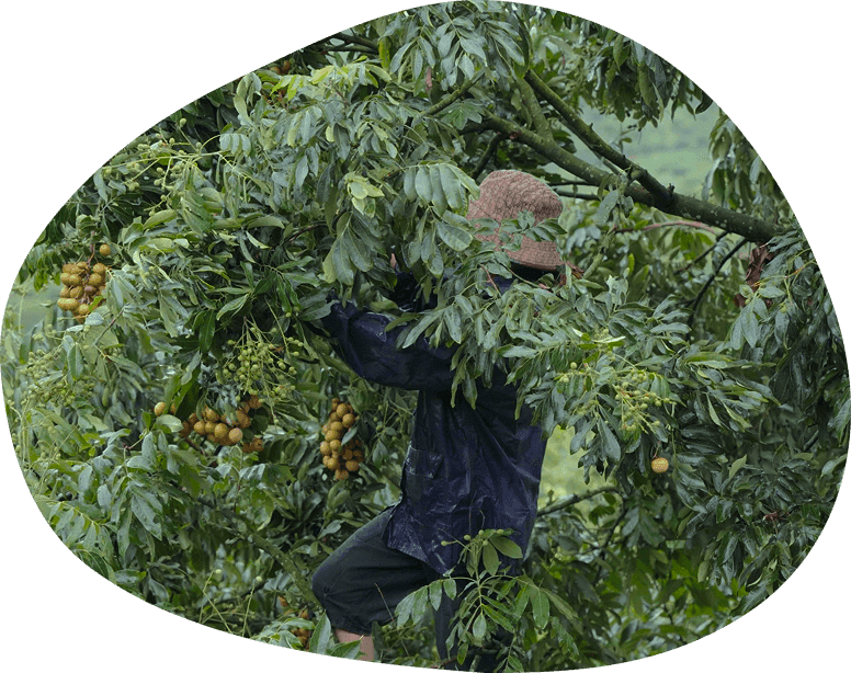 Farmer