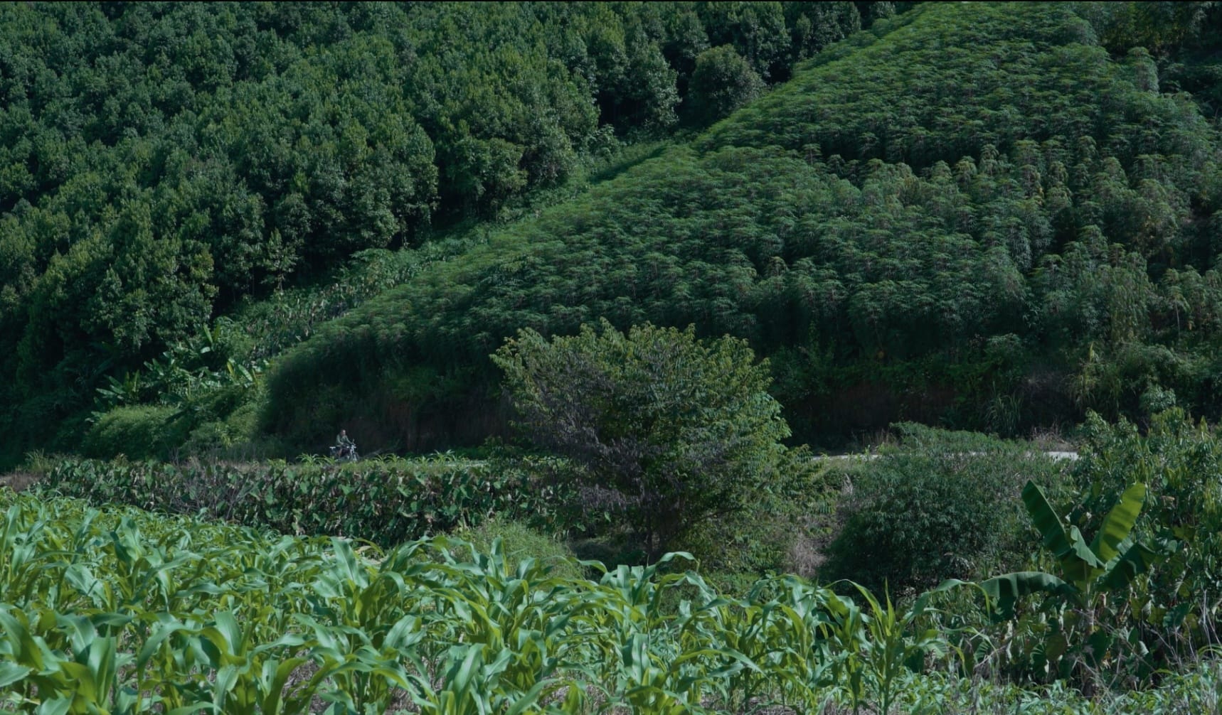 KHOAI BẮC KẠN